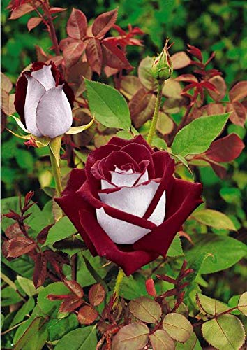 Foto von Portal Cool 20 Osiria Hybrid Tea Rose Samen, seltene exotische Blut rote und weiÃŸe Rosen-Samen