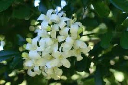 Murraya Paniculata, Orange Jasmine, Chinese Box, Mock Orange, 10 Seeds