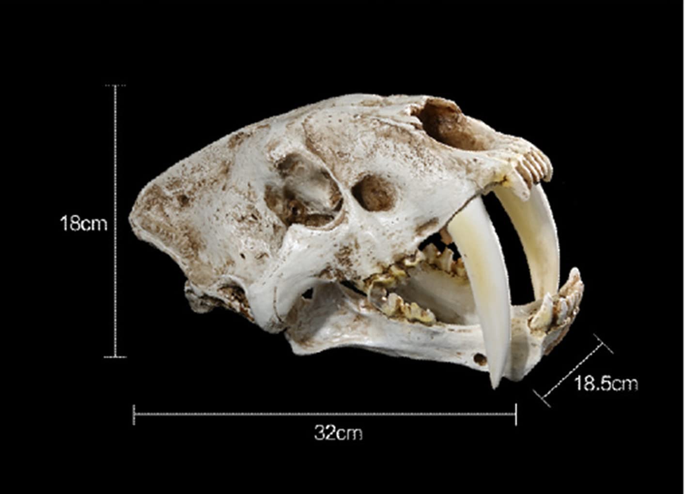 Amazon.co.jp: タイガーモデル樹脂、頭蓋骨のモデルタイガー歯サーベル