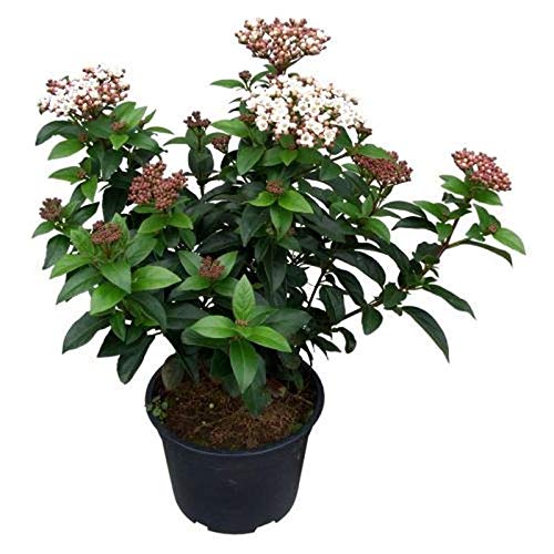 Mittelmeer Schneeball Lisa Rose 40-50cm - Viburnum tinus - lebende Gartenpflanze aus den Baumschulen