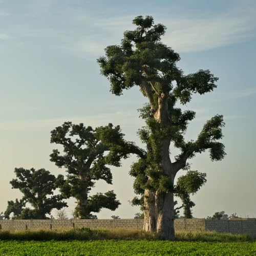 semillas de baobab - baobab - balcón, decoración sala de estar, interior semillas orgánicas variedades antiguas 55pcs