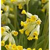 Real Cowflower - Primula Veris - Living Garden Plant from Nurseries