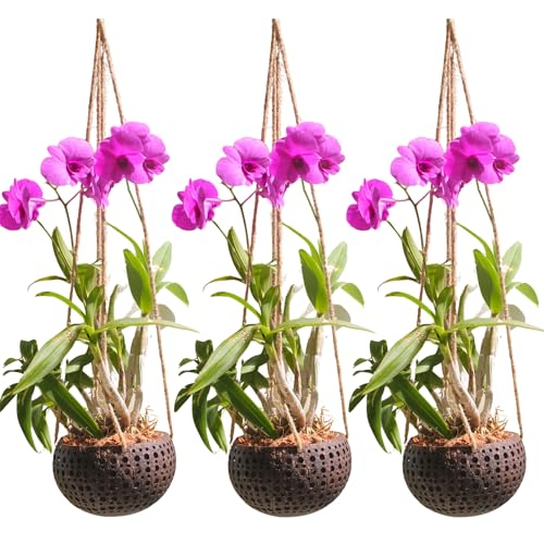 DESQUIGGLE Set of 3 Hanging Orchid Pots for Small Orchids Handmade Coconut Planters Orchid Pots with Holes Coconut Planters Orchid Gifts