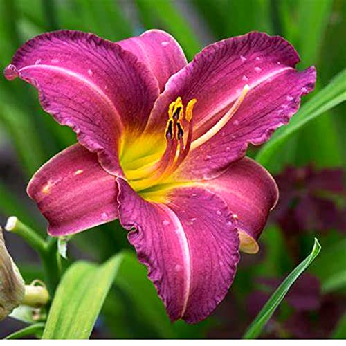 Hemerocallis, daylily, bulbi di daylily, daylilies, facili da piantare, possono essere piantati in vaso o nel terreno, è una buona dei fiori