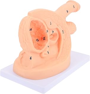 Male and Female Catheter Anatomy Model, Male/Female Internal and External Catheter Insertion Model-PVC Mannequin Teaching Mode-Nursing Medical Education Training Auxiliary Model