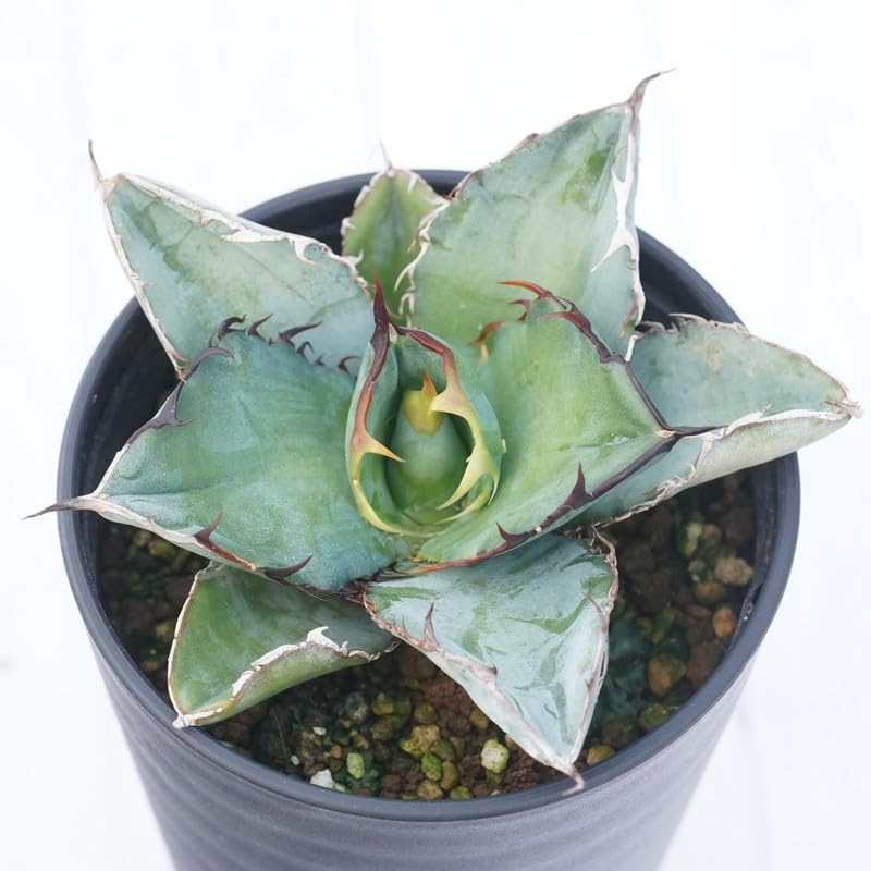 アガベ チタノタ シーザー 凱撒 3.5号 プラ鉢 Agave 多肉植物 観葉植物