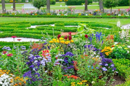 10000+ Perennial Mix Wildflower Seeds 16 Assorted Varieties Of Heirloom Flower -1Oz Zinnia Poppy Crimson Clover Milkweed Lupine Marigold Mexican Hat Sage Nasturtium #TOP2