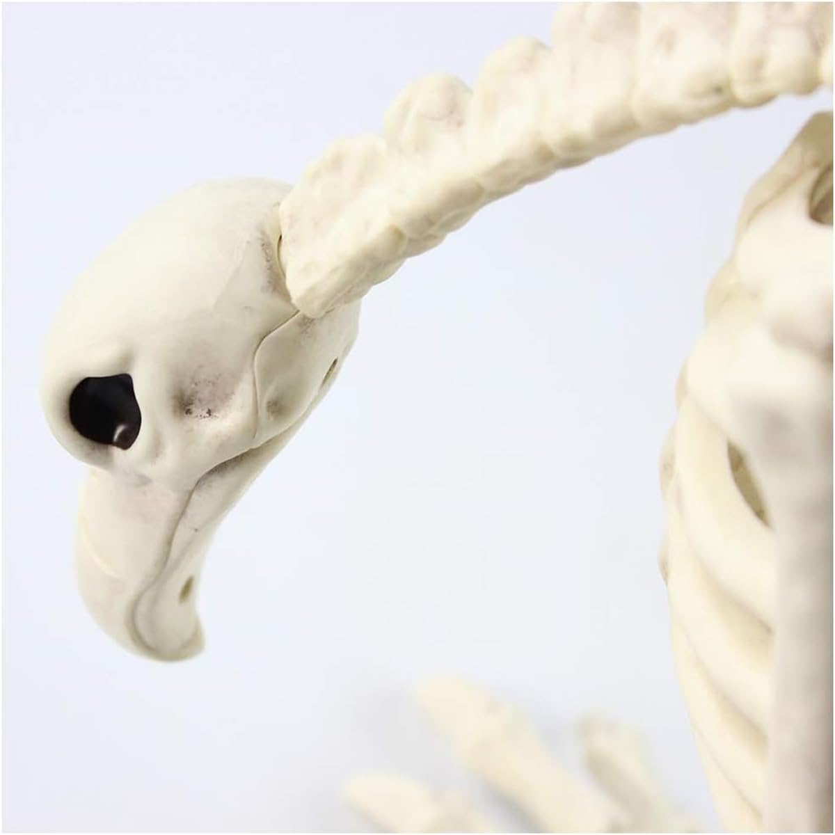 Halloween Esqueleto Buitre Animal Esqueleto Modelo Halloween Horror Esqueleto Buitre Animal Hueso Atrezzo Esqueleto Animal Decoración para Fiesta Decoración Inicio Casa Embrujada Ornamento