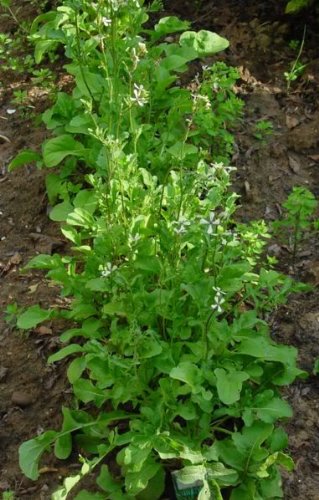2000 Roquette Arugula Aka Rocket Rucola Rugula Eruca Vesicaria Sativa Herb Vegetable Seeds #TOP2