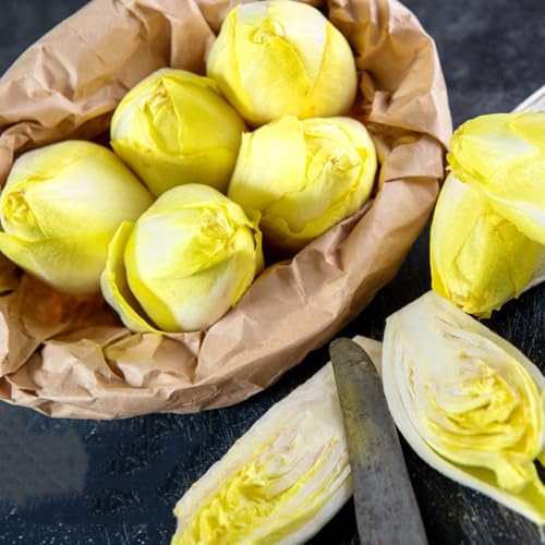 semi di cicoria, giardino, radicchio resistenti, antiche varietà, rare 300pcs