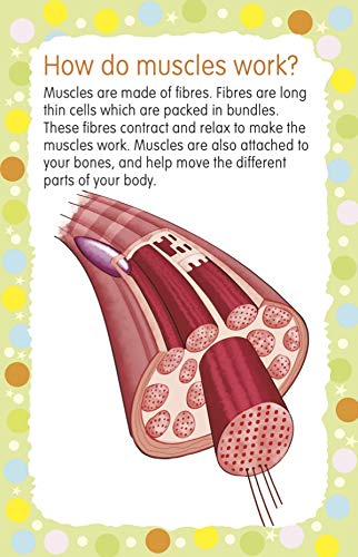 Flash Cards: 99 Questions and Answers Human Body Flash Cards 3