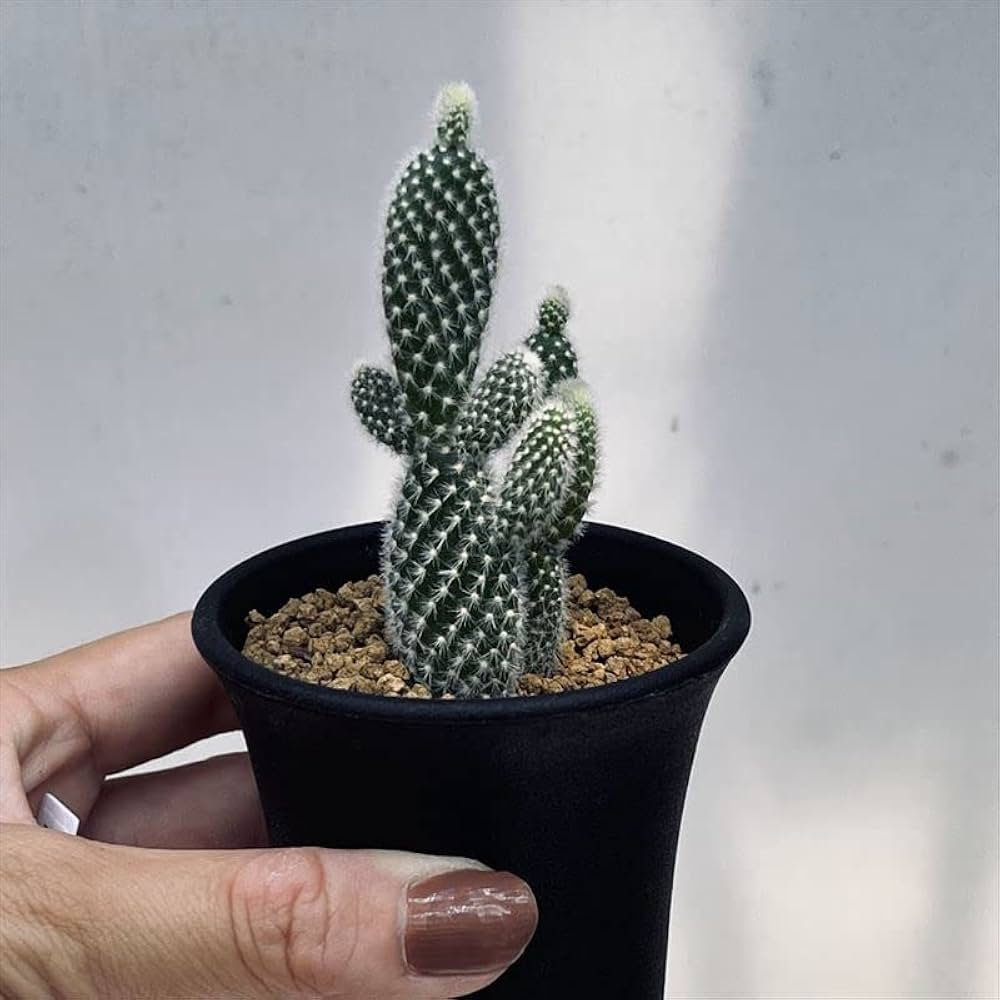 団扇仙人掌。◻️枝垂れ滝 楽天市場】現品 サボテン オプンチア 這団扇 3号 繫殖力トップ