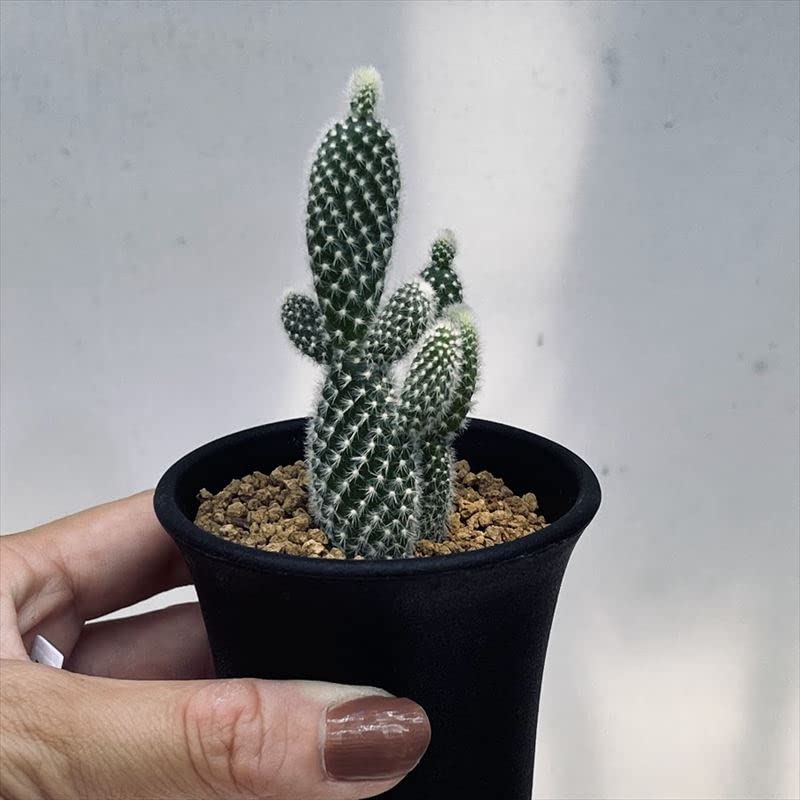 Amazon.co.jp: ウチワサボテン：バニーカクタス 象牙団扇