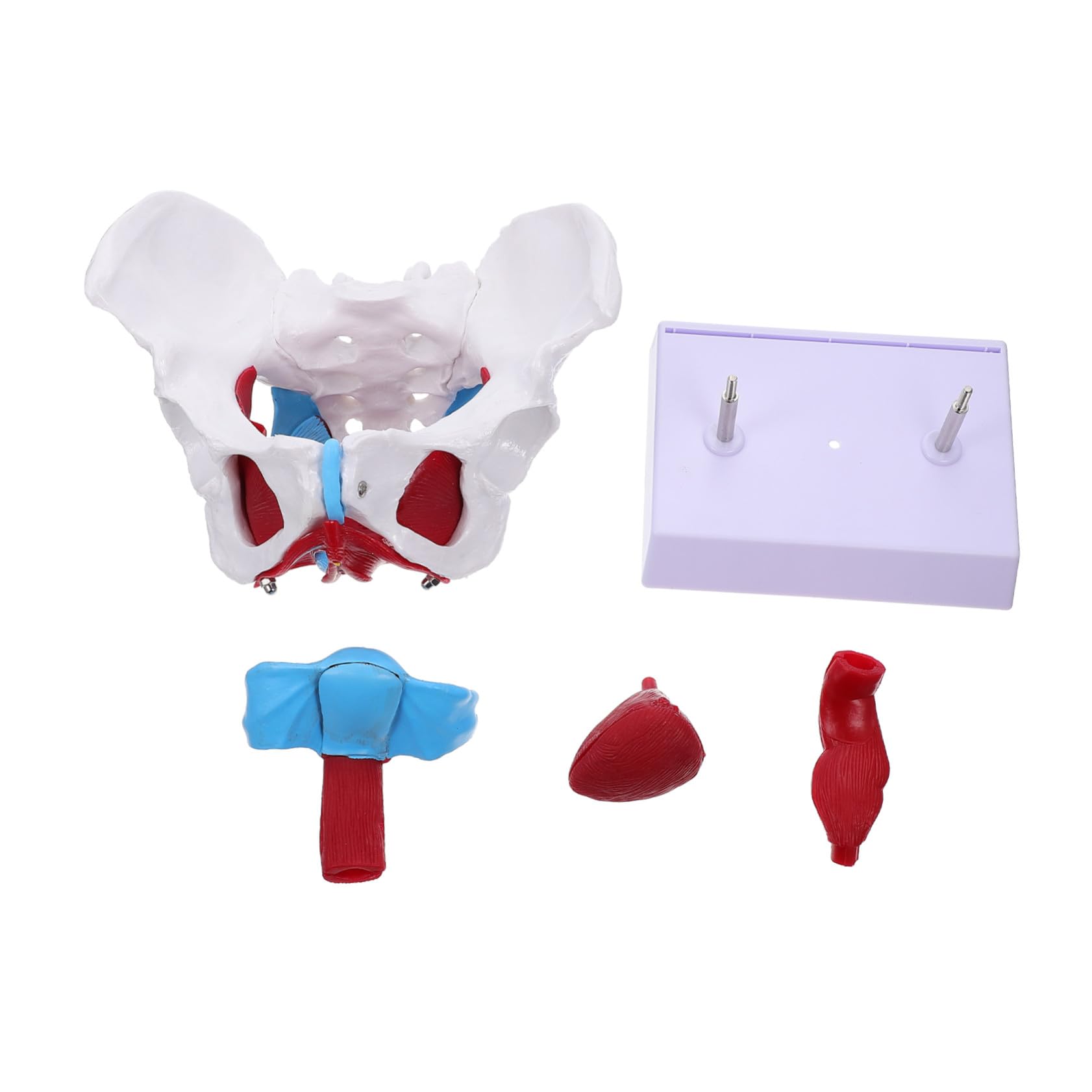 HEALLILY Modello Anatomico Pelvico Femminile in PVC Facile da Usare Design Portatile per Insegnamento e Scuole di Studio Sanitario