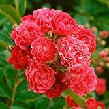 Heirloom Roses Rose Plant - Crimson Rambler Red Rose Bush, Rambling Rose Live Plant for Planting Outdoors
