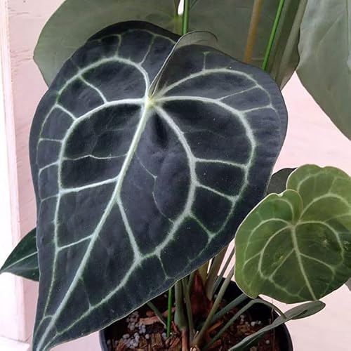 AXEijFNlrE 5A[t͂̊ϗtA][tyތAXE]