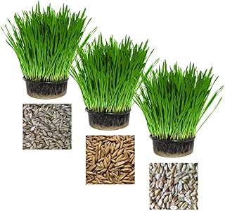 Pet Grass Variety Pack by Cat FurNature