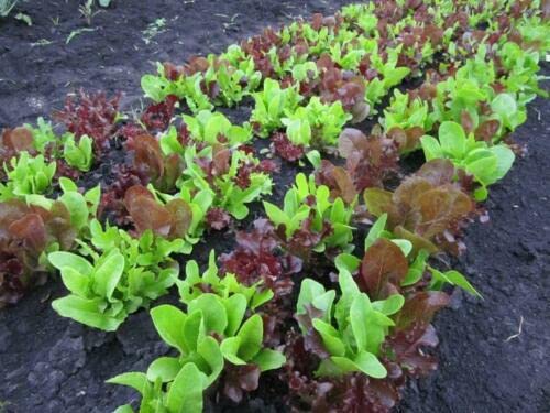 Salad - Lettuce – Gourmet Looseleaf Cutting Mix - 3500 Seeds - 1st Class