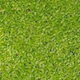 semillas de lenteja de agua para acuario interior acuáticas jardín interior Decoración jardín para exteriores flotantes estanques lenteja agua mini 200pcs