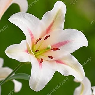 Burgundy: 100 PCs Lily Seeds Cheap Perfume Lily Seed Mixing Different Varieties Flower Seeds in Bonsai for Home Garden Burgundy