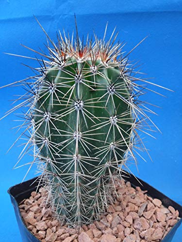 Tucson Tools Goognice Saguaro Cactus 5" To 10" Tall 8 To 10 Years Old (Shipped Bare Root!) #TOP6