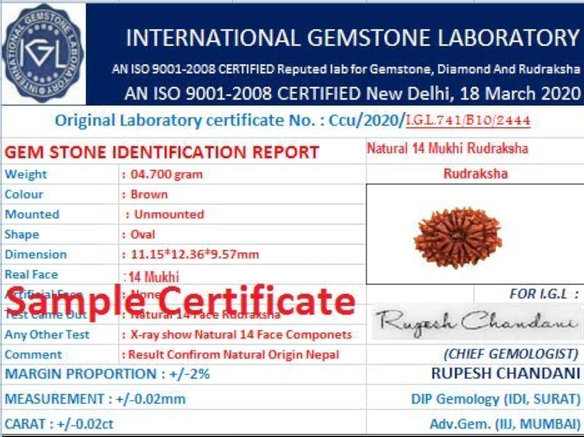 Genuine Brown 14 Faced Rudraksha from Nepal