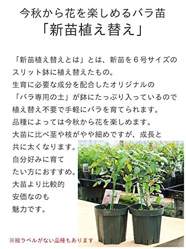 Amazon.co.jp: バラ苗 【南部ざくら (なんぶざくら)】 (新苗植え替え