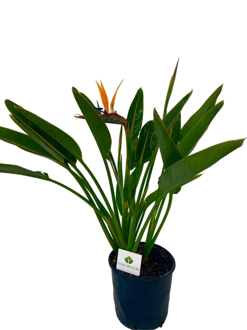 Strelitzia Reginae, Uccello del Paradiso, Pianta ornamentale da esterno prodotta da Vivai del Sole vaso diametro cm 26
