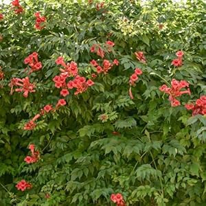 Baumschule Wedrowski W. Gabor Amerikanische Klettertrompete