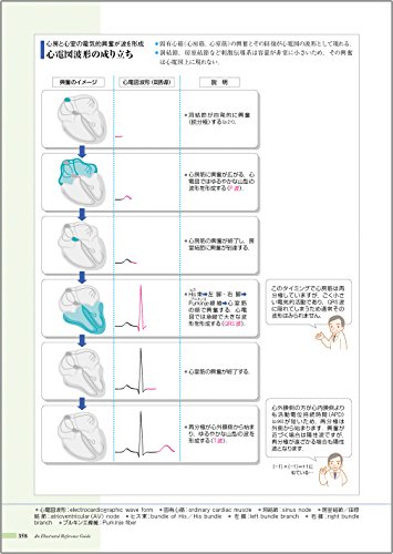 心エコー 下大静脈径 Ivc とは ワイのリハメモ