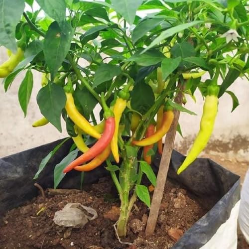 Sky Nursery Chilli Tree plant |chilli plants for home garden | Live ...