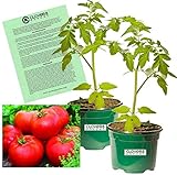 Clovers Garden Big Boy Tomato Plants- Two (2) Live...