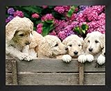 labrador puppies for sale uk gumtree Volumen de suministro: cuadro y marco intercambiable de la marca 1art1