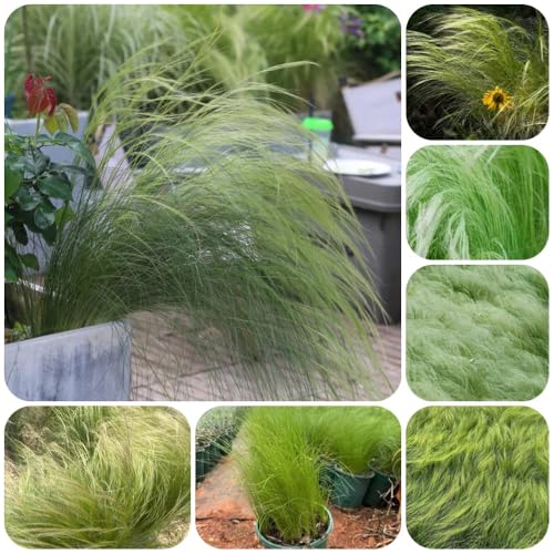 Semillas perennes resistentes al invierno de hierba de plumas, Plantas de balcón resistentes Stipa tenuissima - Las plantas de jardín de rocas son resistentes. Las plantas de hoja 500pcs