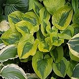 Hosta Planta Rizoma De Hosta, Novato, JardíN, Hojas Grandes Tolerantes Al FríO-Tolerantes A La Sombra-Exteriores, Hosta Pianta, Calas Gigantes Bulbos De Calas, Bulbo Di Hosta, 8bulbos-D