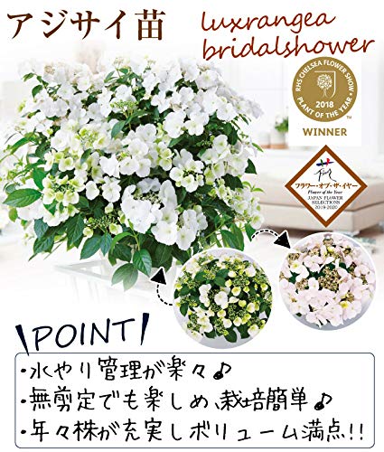 Amazon.co.jp: 花木苗 アジサイ ラグランジアR ブライダルシャワー