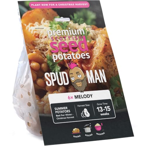 SpudMan Melody (6 Tubers) Christmas Harvest Seed Potatoes Summer Planting Second Cropping Plant Now UK Grows Approx. 60 Baking Potatoes by Jamieson Brothers