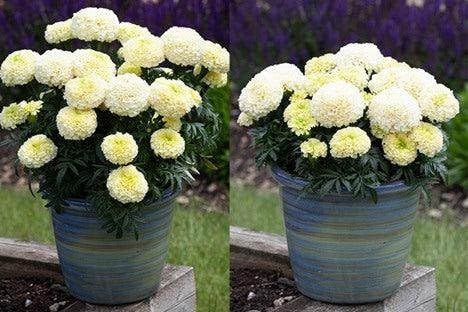 Image of Genda Phool African Marigold Live Plant | F1 Hybrid White Vanilla Marigold Flowering Plant with Pot | Gainda Phool Garden Plant for Home Balcony Outdoor Gardening