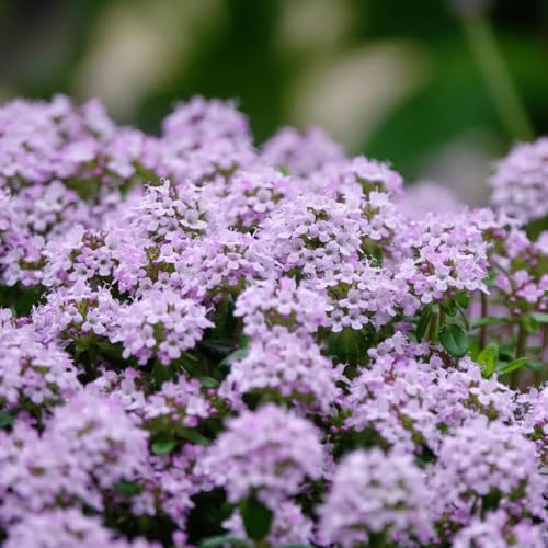 Semi di timo, semi di selvatiche Semi resistenti di timo serpillo, da giardino resistenti tappezzanti resistenti 400pcs