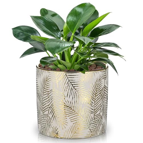 Hollyone 13.5 cm Blumentöpfe Pflanztöpfe Gold Keramik Pflanzgefäße mit Drainageloch Rund Übertöpfe Dekorative Keramiktopf für Zimmerpflanzen Sukkulenten Orchideen