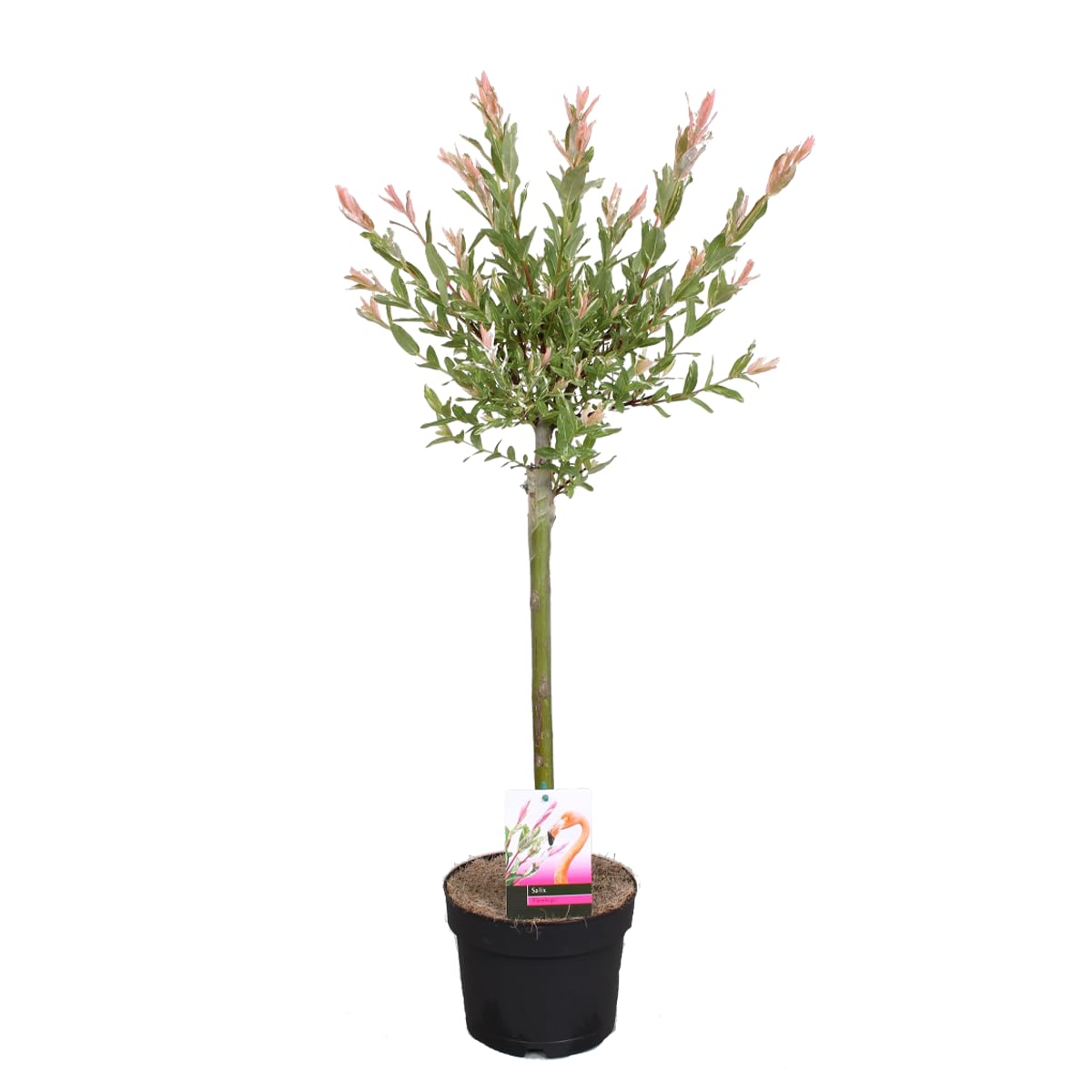 Bloomique - Salix integra 'Flamingo' - Saule panaché - Plantes de jardin - Rustiques - Hauteur 60-​80 cm - Pot 17 cm