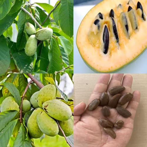 loseedsoo 10 Pawpaw Seeds for Planting Asimina triloba Tree Seeds Native Fruit Tree Seeds for Outdoor Growing Deciduous Perennial Garden Seeds for Backyard Orchard