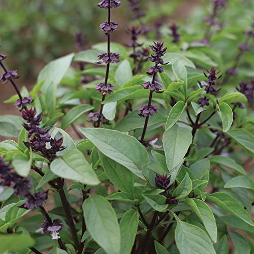 Gaea's Blessing Thai Basil Seeds - Non-GMO - with Easy to Follow Planting Instructions - Open-Pollinated Heirloom High Yield Heirloom 85% Germination Rate - Image 3