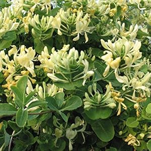 Arborix Kletterpflanzen Lonicera Caprifolium Jelängerjelieber