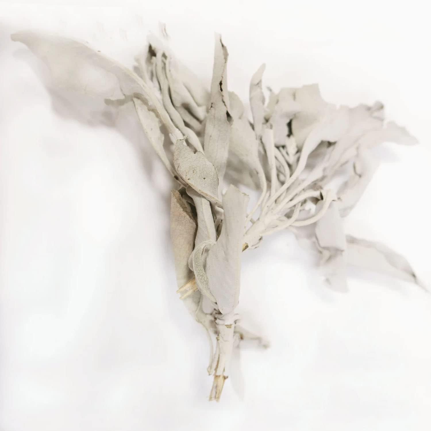 SOUL STICKS California White Sage Organic Loose Clusters Leaves Bulk for Cleansing, Purification, Meditation, Smudging and Negativity Clearing (3 lbs)