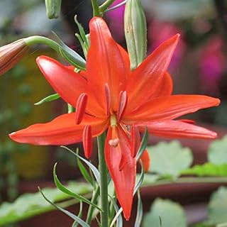 50 Red Pieces Lilium Pumilum Flower Seeds Balcony Bonsai Courtyard Plant Lily Flowers Seedsgaeden Decoration Bonsai Flower Seeds: Only Seeds