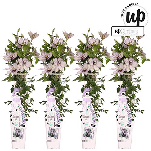 Vines from Botanicly – 4 × Clematis Samaritan jo – Height: 70 cm