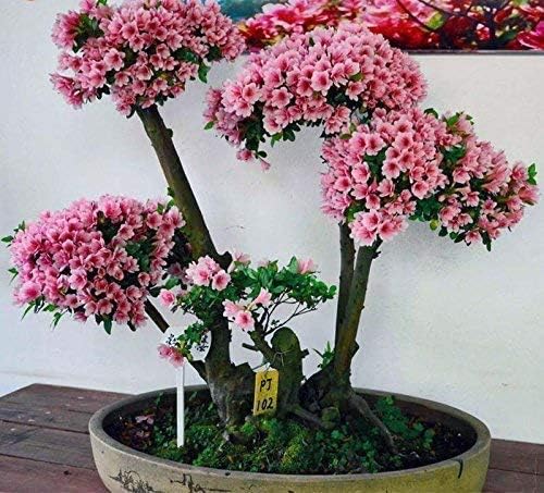 Miniatura 3 de 10 semillas japonesas de bonsái de flor de cerezo - Semillas de bonsái Sakura en flor