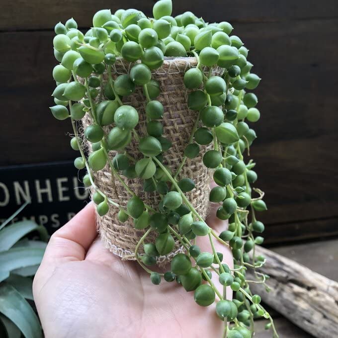 EtoileKinas ダークグリーン ネックレス Kinas ダークグリーン ネックレス