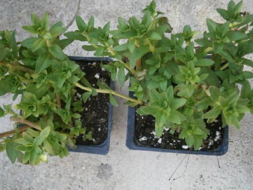 Ngo Ohm/Rice Paddy Herb Plants for Sour Soup, Hot Pot, CURRIES, Aquatic. Plus Bonus Bare Roots for Good Measure September, 2019